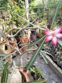 Adenium Sp Nova Seeds ,100% Germination rate