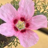 sarcocaulon multifidum