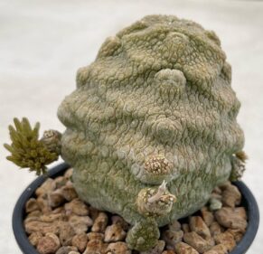 pseudolithus cubiformis