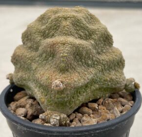 pseudolithus cubiformis