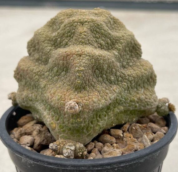pseudolithus cubiformis