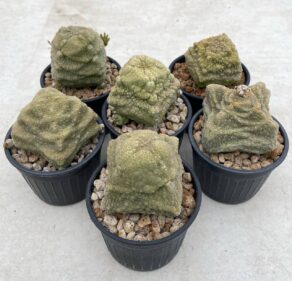 pseudolithus cubiformis