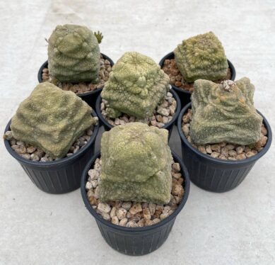 What are caudex plants