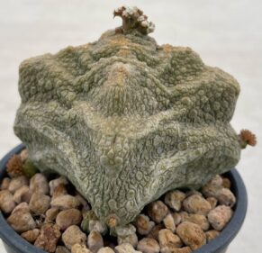 pseudolithus cubiformis