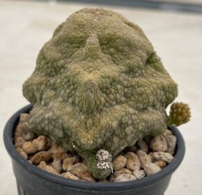 pseudolithus cubiformis