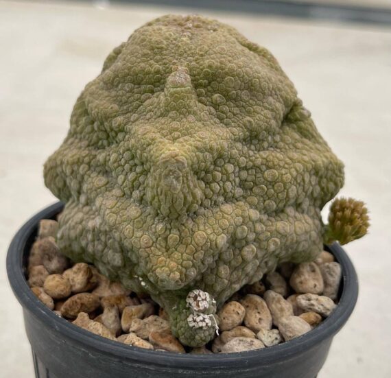 pseudolithus cubiformis