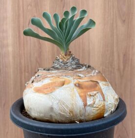 a plant growing in a pot