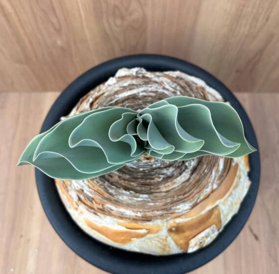 Boophane haemanthoides