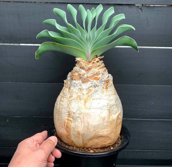 Boophane haemanthoides