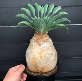Boophane haemanthoides