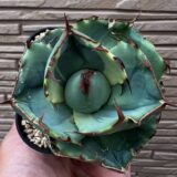 Agave titanota