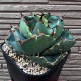 Agave titanota