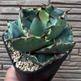 Agave titanota