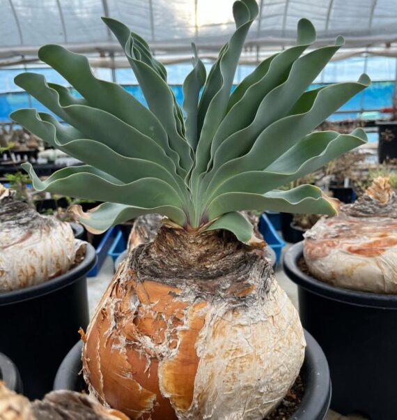 a buld in a pot