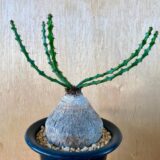 Euphorbia decidua