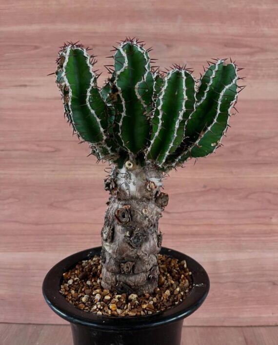 Euphorbia mlangeana
