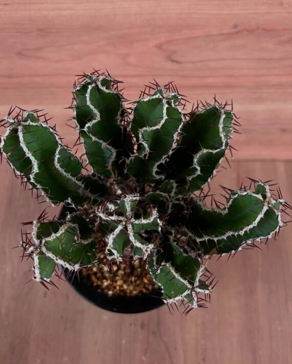 Euphorbia mlangeana