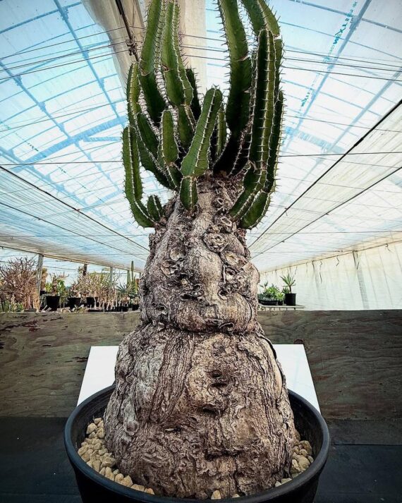 euphorbia mlanjeana