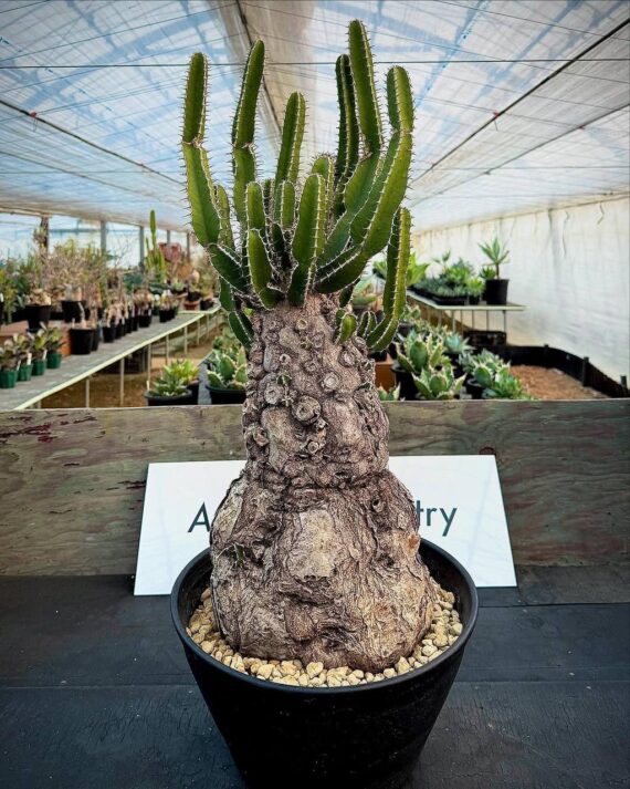 euphorbia mlanjeana