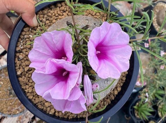 ipomoea holubii