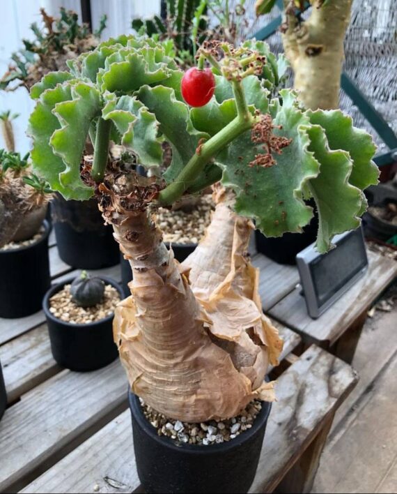 cyphostemma uter