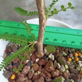 operculicarya hyphaenoides seedlings