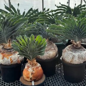 Boophane haemanthoides