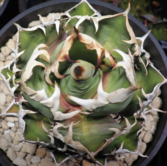 agave titanota