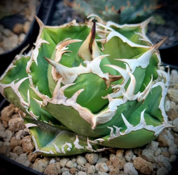 agave titanota