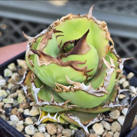 agave titanota