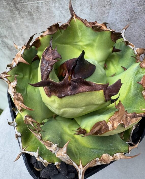 agave titanota
