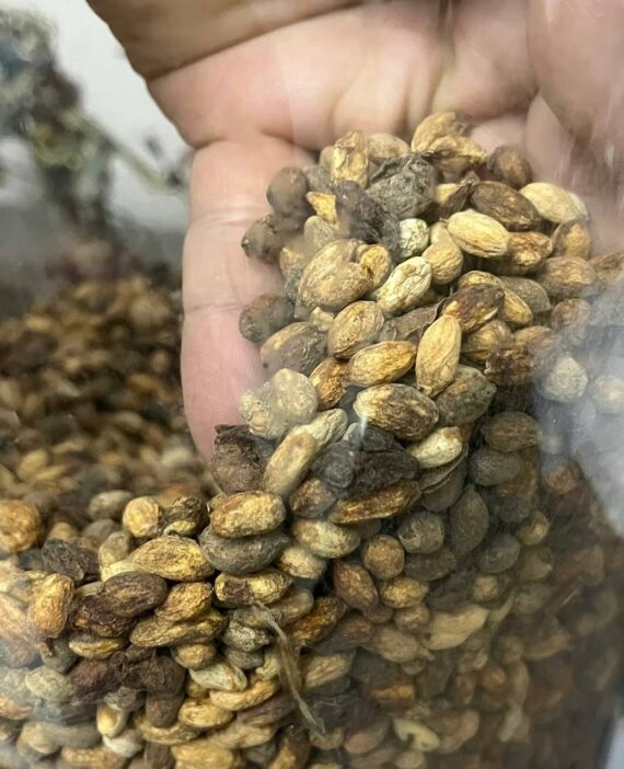Encephalartos trispinosus seedlings