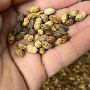 Encephalartos trispinosus seedlings