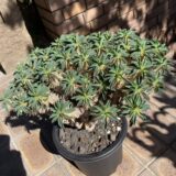 Euphorbia guillauminiana