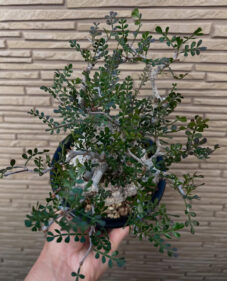 operculicarya pachypus plant