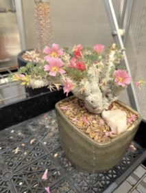 Sarcocaulon peniculinum for sale Sarcocaulon peniculinum for sale