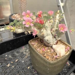 Sarcocaulon peniculinum for sale