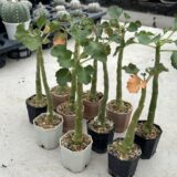 dorstenia gypsophila
