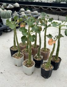 dorstenia gypsophila
