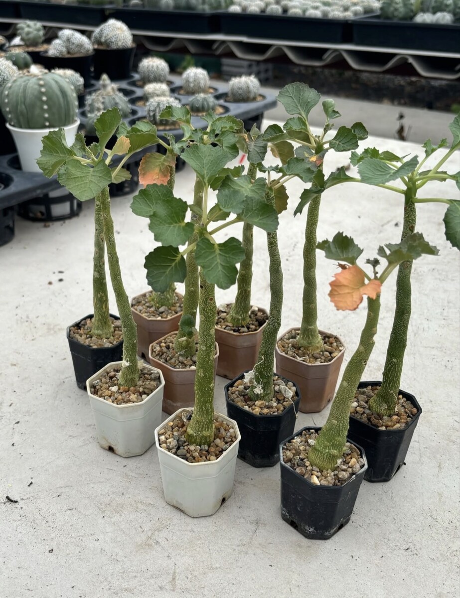 dorstenia gypsophila