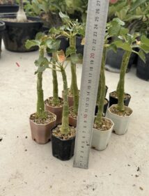 dorstenia gypsophila