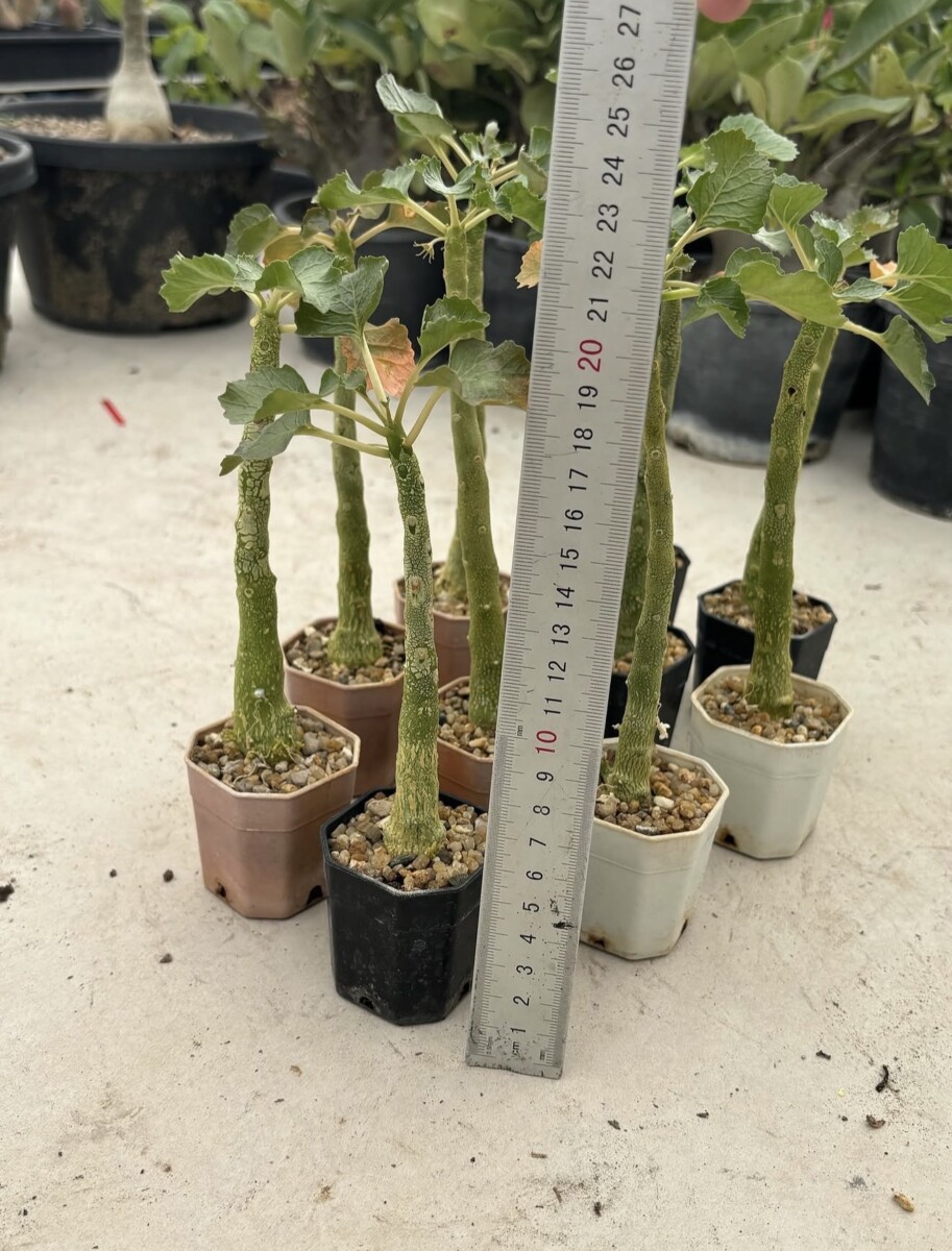 dorstenia gypsophila