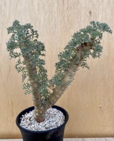 Monsonia peniculina