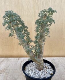 Monsonia peniculina