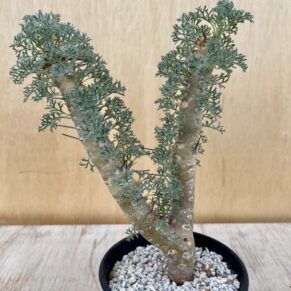 Monsonia peniculina