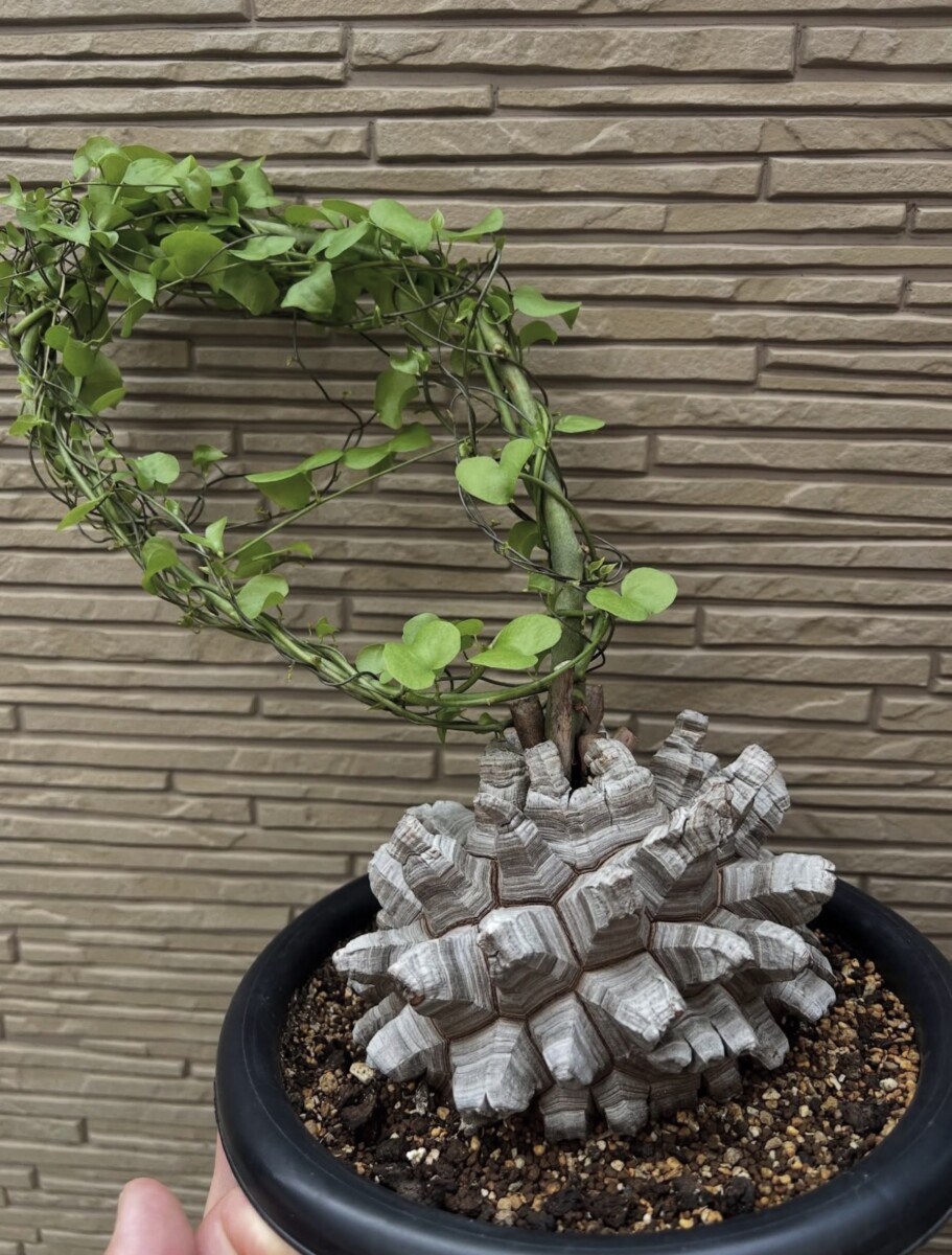 operculicarya pachypus