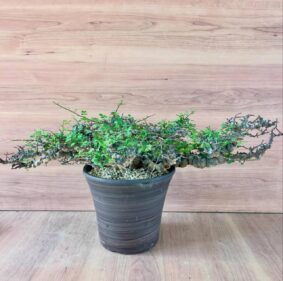 Commiphora Eyl