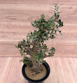 Alluaudia comosa