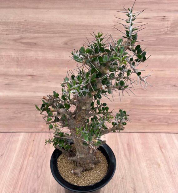 Alluaudia comosa