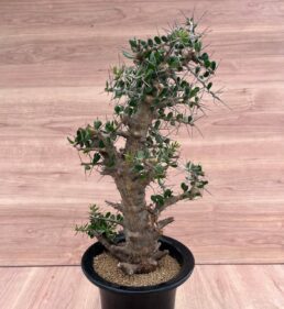 Alluaudia comosa